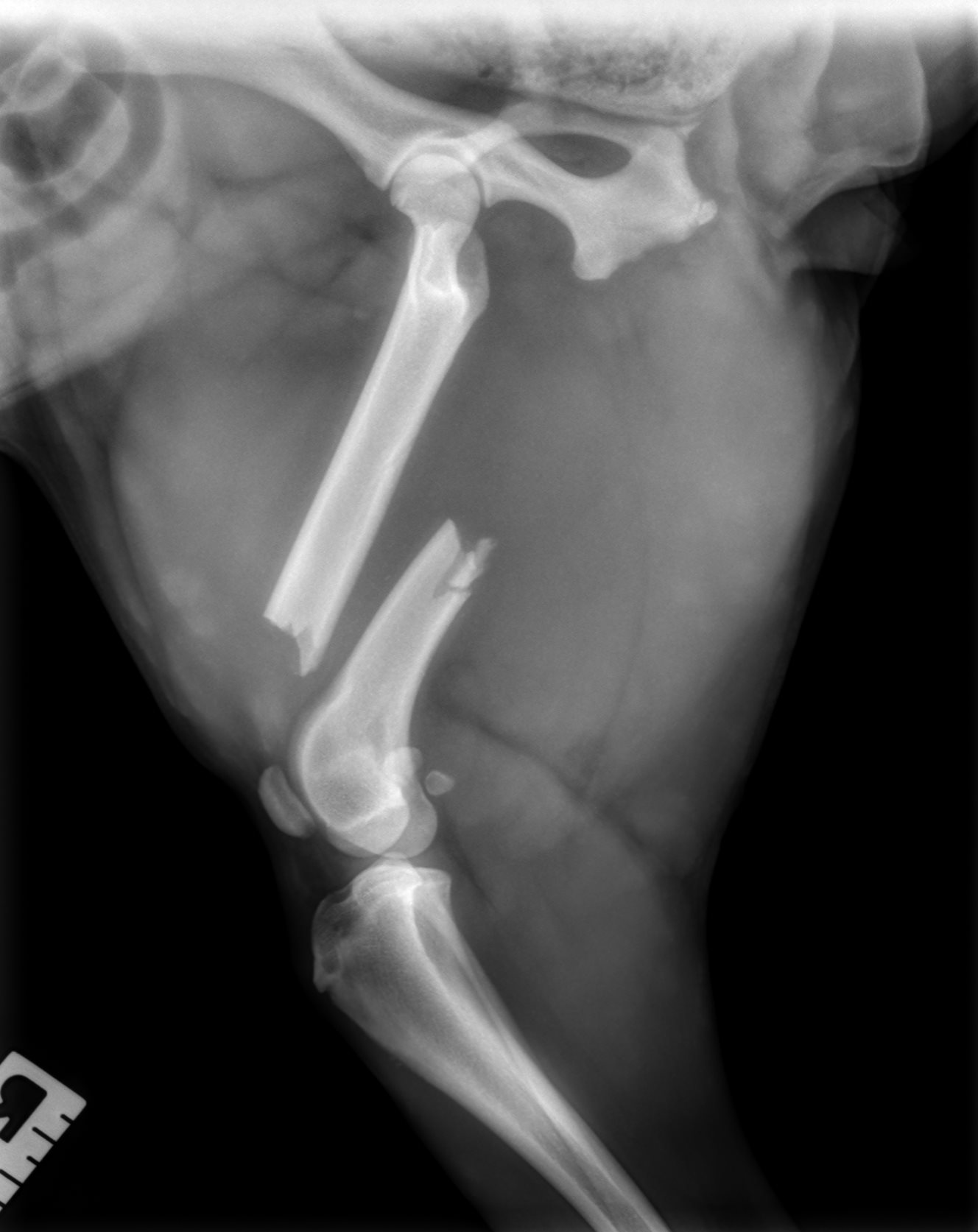 Dairon Molina Booking Photo, Rose, X-ray of Injury